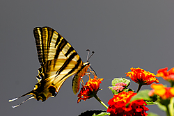 Papillon_8.jpg
