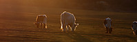Pastando_al_atardecer2.jpg