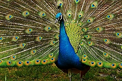 Pavo5.jpg
