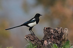 Pega-1183.JPG