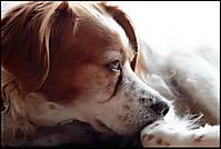 Perdita_I.jpg
