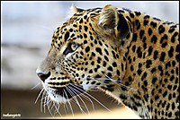 Perfil_leopardo.jpg