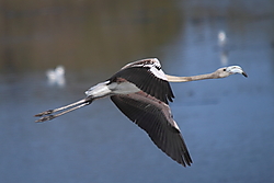 Phoenicopterus_ruber1.JPG