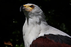 Pigargo15.jpg