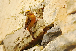 Piquituerto8.JPG