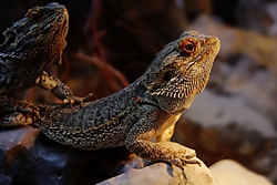 Pogona.jpg
