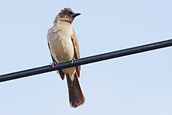 PycnonotusBarbatus.jpg