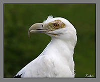 Rapaces3.jpg