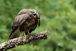 Ratonero-0K4A97821.jpg