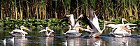 Re_bando_pelicanos.jpg