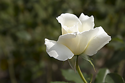 Rosa_blanca3.jpg