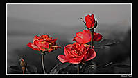 Rosas_junto_al_embalse_versi_n_julio_2008.jpg