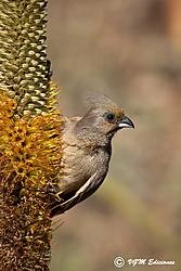 Sudafrica6598 Sudafrica6598.jpg