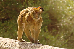 Sylvanus7.JPG