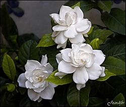 TRES_GARDENIAS_PARA_TI_1.jpg