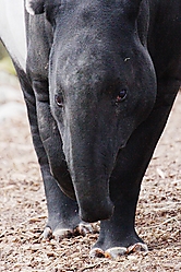 TapirMalayo.jpg