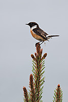 Tarabilla6919.jpg
