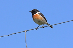 TarabillaArrocampo.jpg