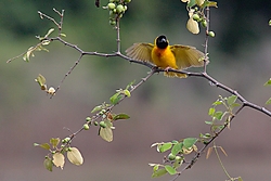 TejedorCabezaNegra.jpg