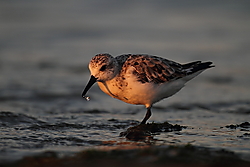 Tridactilo-3740.JPG