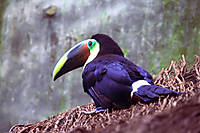Tucan_01_PEQ.jpg