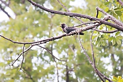 Turaco11.jpg