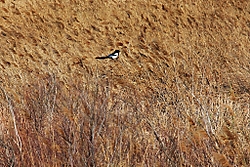 Urraca4.jpg
