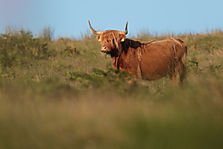 Vaca_escocesa-0K4A6787.JPG