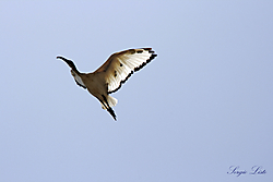 Volar1.jpg