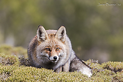 Zorro-27.jpg