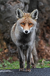 Zorro-5814.JPG