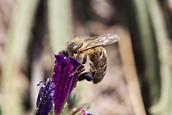 abeja-9377.JPG