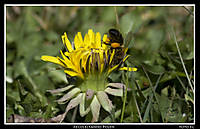 abeja_recolectando_polen.jpg