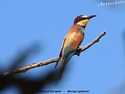 abejaruco_IMG_3618.JPG