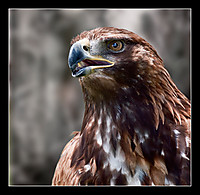 aguila10.jpg
