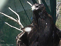 aguila17.jpg