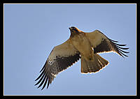 aguila31.jpg