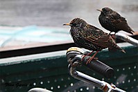amsterdambird.jpg