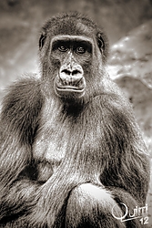 bioparc_1212.jpg