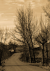 bosc1.jpg