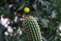 cactus9.jpg