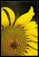 canonistas_Girasol.jpg