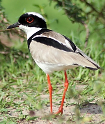cedral1016.jpg