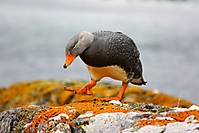 del_fin_del_mundo_ushuaia.jpg