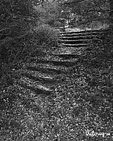 escalera_al_bosque.jpg