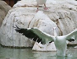 fauna_y_flora-006_RECORTADA.jpg