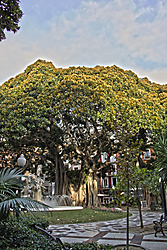 ficus1.jpg