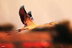 flamenco_volando_D34J1940_-_copia.JPG