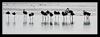 flamencos5.jpg