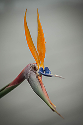 flor65.jpg